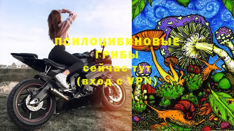 Галлюциногенные грибы Psilocybine cubensis  Белокуриха 